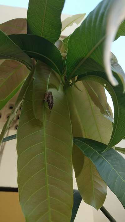 Giant Swallowtail Caterpillar - Mango