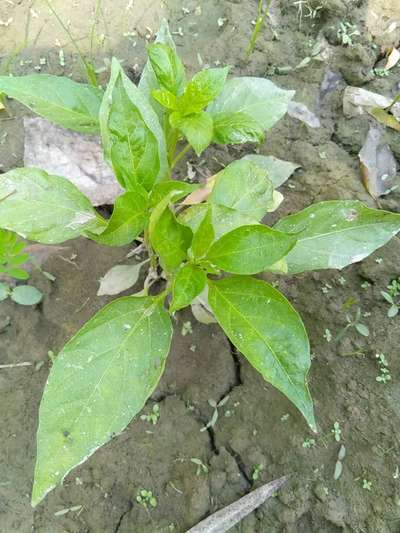 Brown Mite - शिमला मिर्च एवं मिर्च