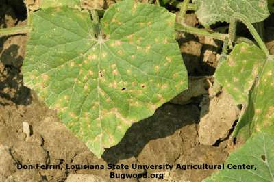 Leaf Blight of Cucurbits - Cucumber