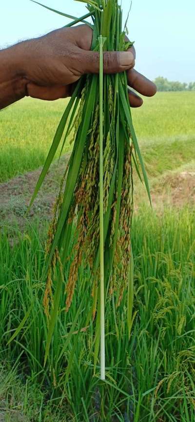 Bacterial Panicle Blight - Rice