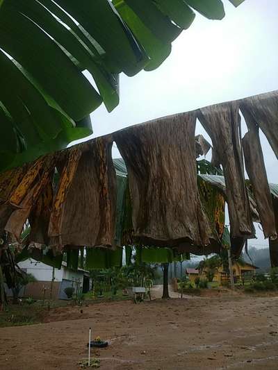 Sigatoka Amarela - Banana