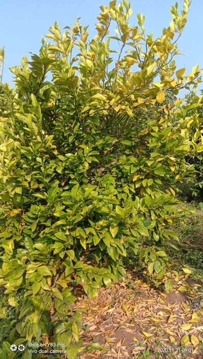 Sulfur Deficiency - Citrus