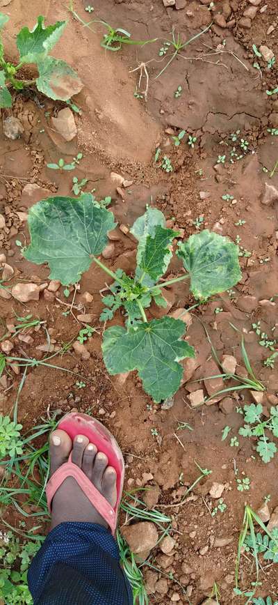 ಬಿಳಿ ನೊಣಗಳು - ಬೆಂಡೆಕಾಯಿ