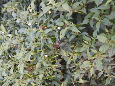 Wet Rot - Capsicum & Chilli