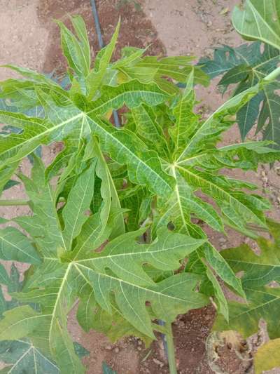 Ring Spot Virus - Papaya