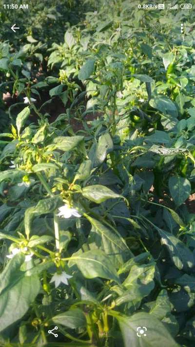 Aphids - Capsicum & Chilli