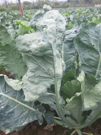 Cabbage White Butterfly - Cauliflower