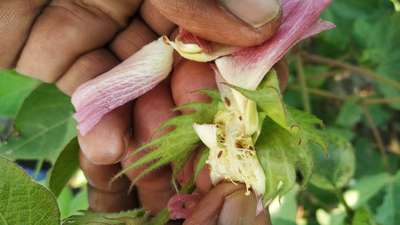 Brown Stink Bug - Cotton