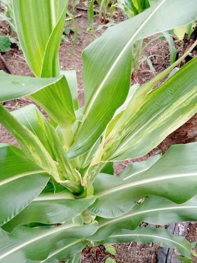 Maize Bushy Stunt Phytoplasma - Maize