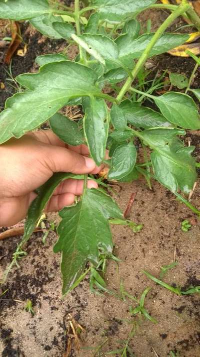 Ácaro-aranha - Tomate