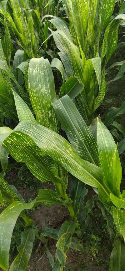 Zinc Deficiency - Maize