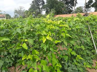 Bean Yellow Mosaic Virus - Bean