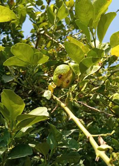 Fruit Cracking - Citrus