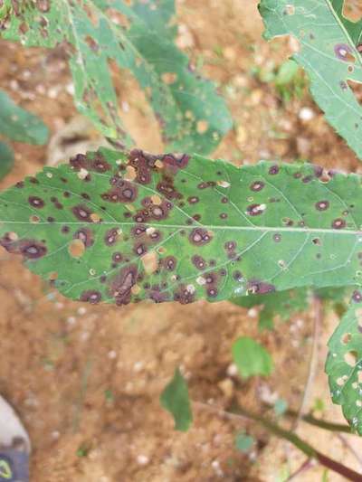 Cercospora Leaf Spot of Eggplant - Okra