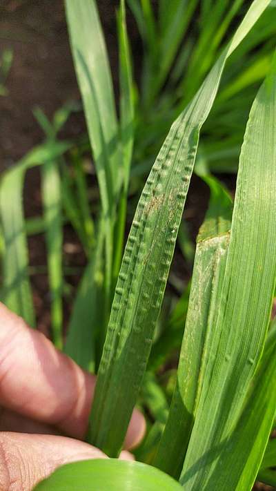 Boron Deficiency - Wheat