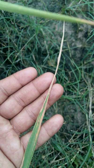 Rice Sheath Blight - Rice