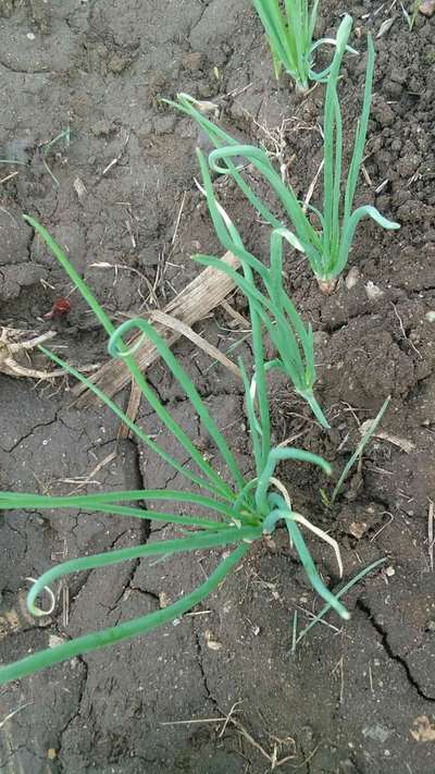 Boron Deficiency - Onion