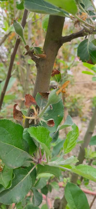 Potassium Deficiency - Apple