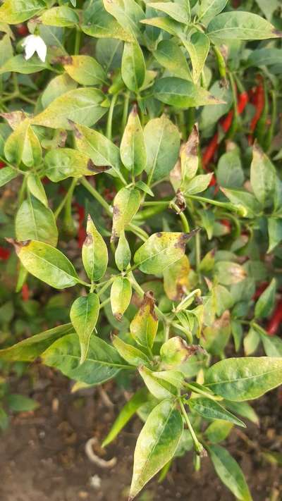 Early Blight - Capsicum & Chilli