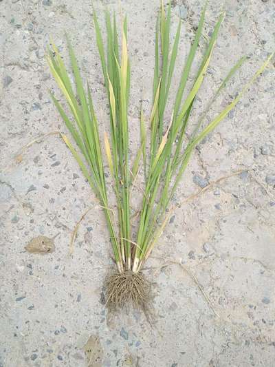 Potassium Deficiency - Rice