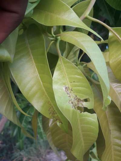 Mango Leaf Webber - Mango