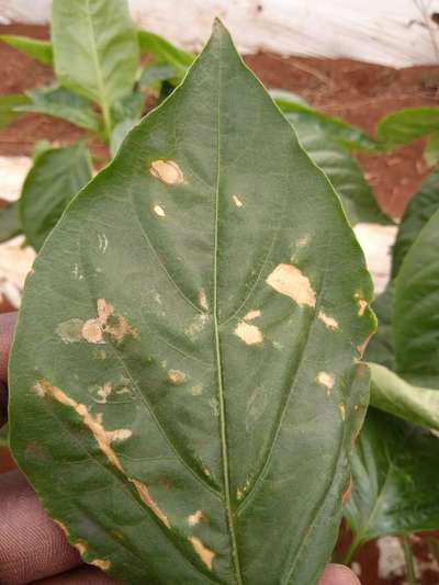Pesticide Burn - Capsicum & Chilli