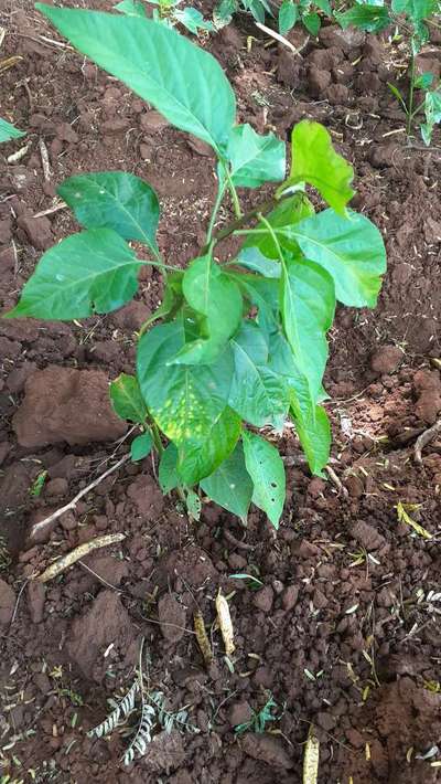 Chilli Thrips - Capsicum & Chilli