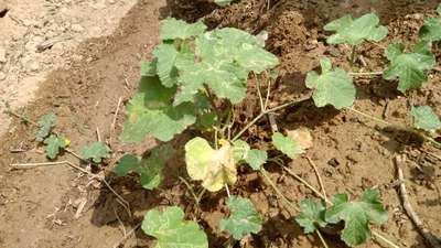 Leaf Miner Flies - Cucumber