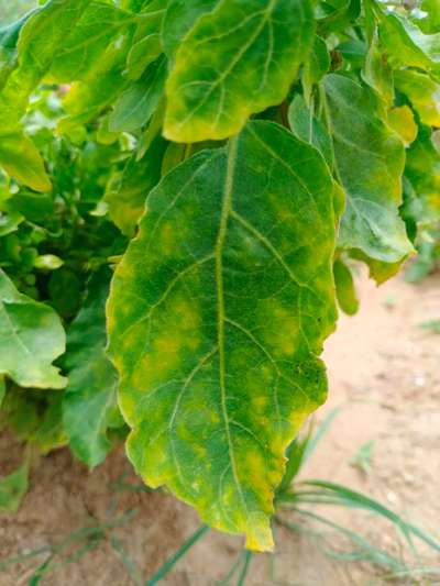 Leafhoppers and Jassids - Brinjal