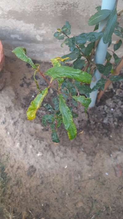 Aphids - Pomegranate