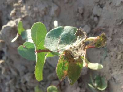 Thrips - Cotton