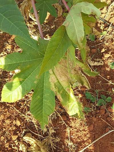 Antracnose das Cucurbitáceas - Mamão