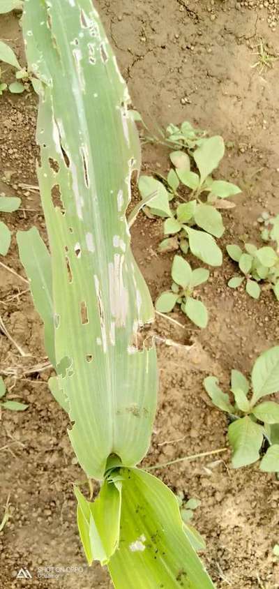 Fall Armyworm - Maize