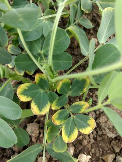 Potassium Deficiency - Peanut