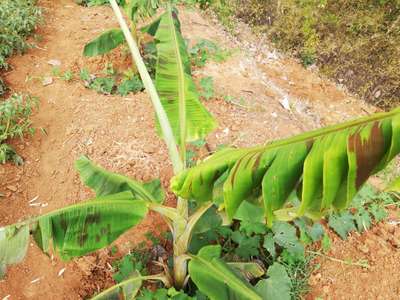 Calcium Deficiency - Banana