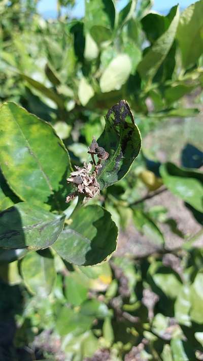 Virus de la psorosis cítrica - Cítricos