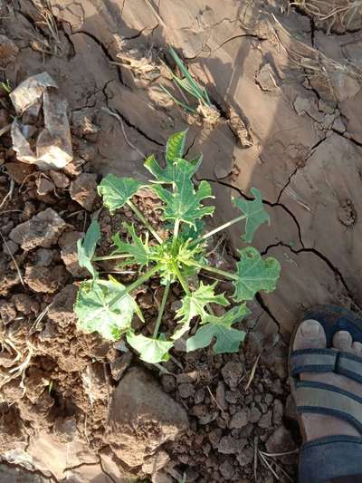 Armillaria Root Rot - पपीता