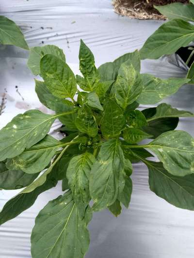 Cucumber Mosaic Virus of Pepper - Capsicum & Chilli