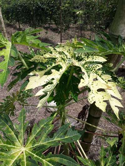 Variegación de las hojas - Papaya