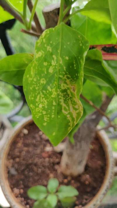 Leaf Miner Flies - Capsicum & Chilli