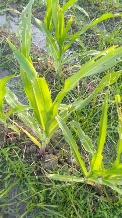 விழு படைப்புழு - மக்காச்சோளம்