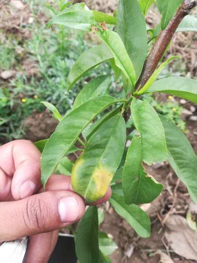 Nitrogen Deficiency - Peach