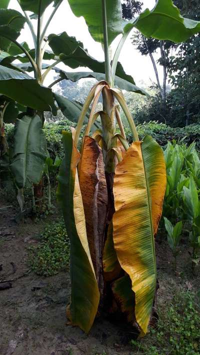 কলার পানামা রোগ - কলা