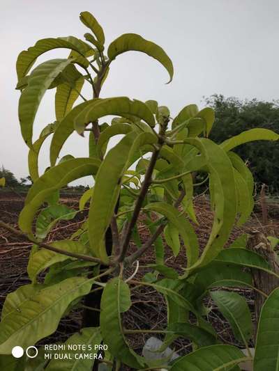 ಸಾರಜನಕ ಕೊರತೆ - ಮಾವು