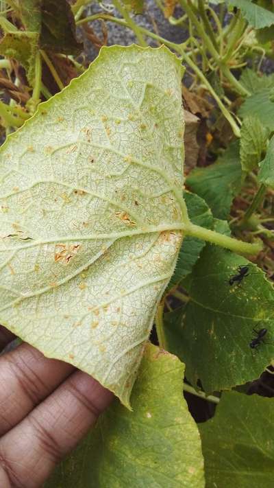 Aphids - Cucumber