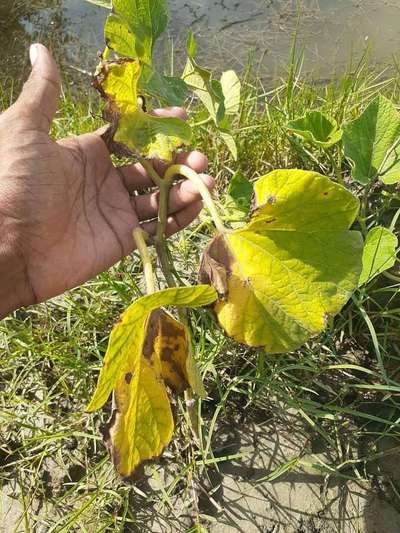 ভার্টিসিল্লিয়াম উইল্ট - কুমড়া