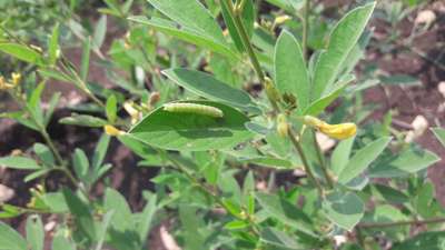 Gram Pod Borer - Pigeon Pea & Red Gram