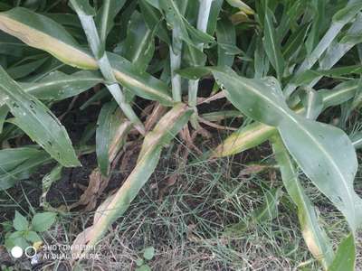 ಚುಕ್ಕೆಯುಳ್ಳ ಕಾಂಡಕೊರಕ - ಹುಲ್ಲುಜೋಳ