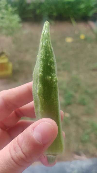 Bhendi Yellow Vein Mosaic Virus - Okra