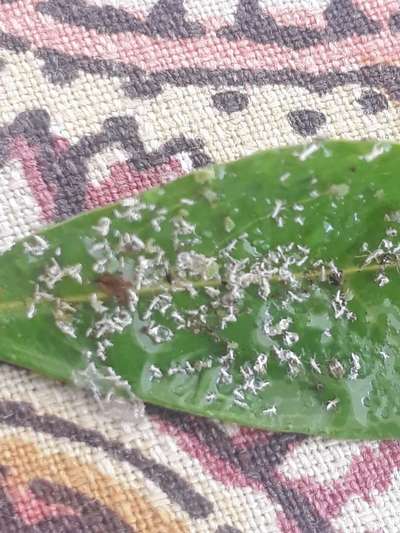 Aphids - Pomegranate